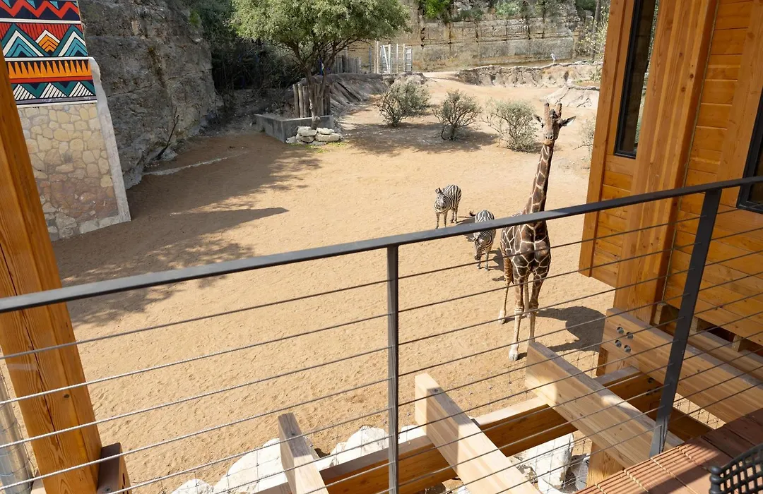 San Antonio Zoo - Spekboom Giraffe Lodge-1