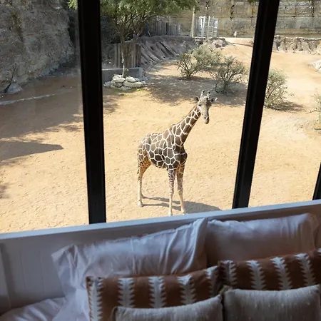 San Antonio Zoo - Spekboom Giraffe Lodge-3